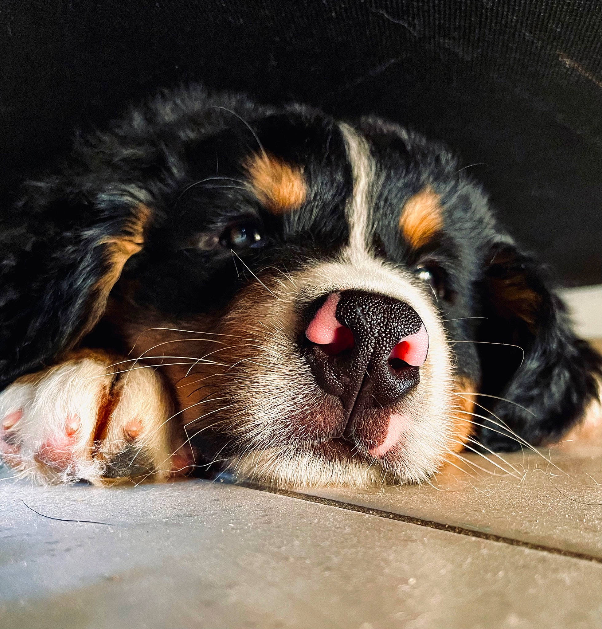Ted participe au concours pour gagner de l'argent avec cette photo : bernese_mountain_dog, bored, canidae, carnivore, cavalier_king_charles_spaniel, companion_dog, dog, dog_breed, fur, king_charles_spaniel, liver, paw, snout, sporting_group, terrestrial_animal, toy_dog, whiskers, working_animal, working_dog