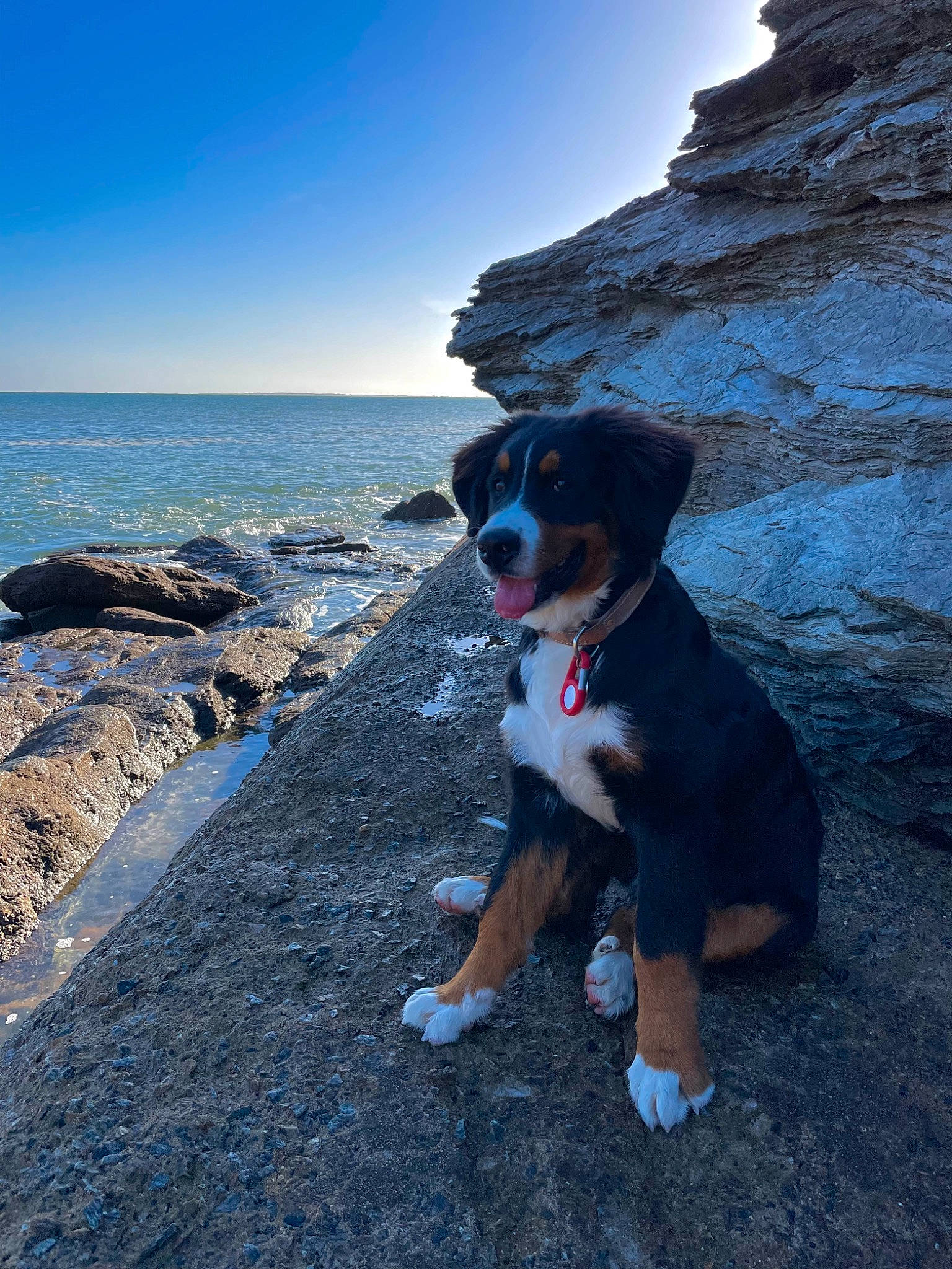 Ted a rejoint le concours — aidez-le/la à gagner de superbes lots ! adventure, carnivore, cloud, companion_dog, dog, dog_breed, electric_blue, headland, horizon, klippe, landscape, leisure, ocean, recreation, rock, sky, walking, water, wave, wind_wave