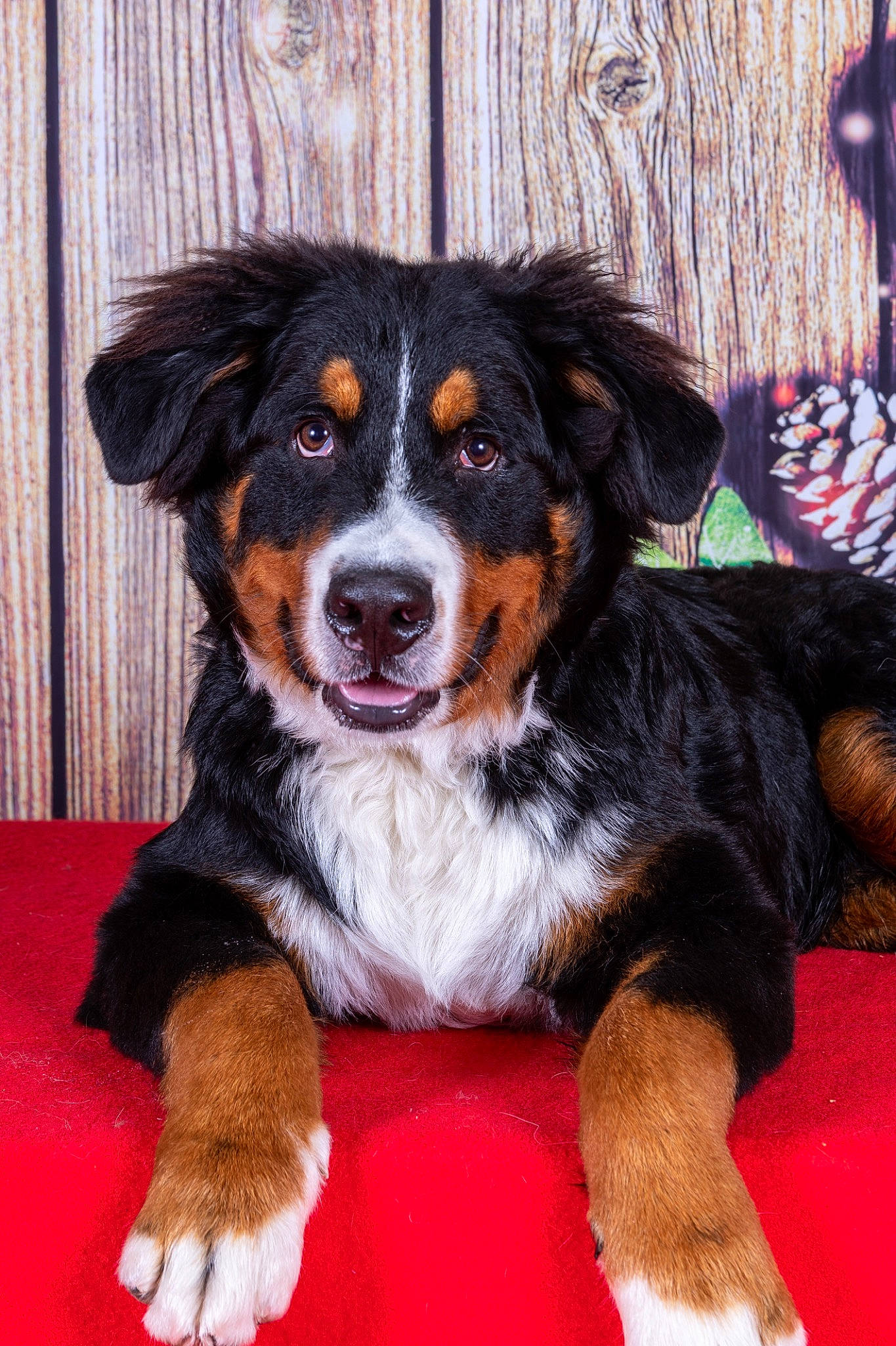 Ted participe au concours pour gagner de l'argent avec cette photo : ball, bernese_mountain_dog, bored, canidae, carnivore, companion_dog, dog, dog_breed, fur, herding_dog, smile, snout, sporting_group, terrestrial_animal, working_animal, working_dog