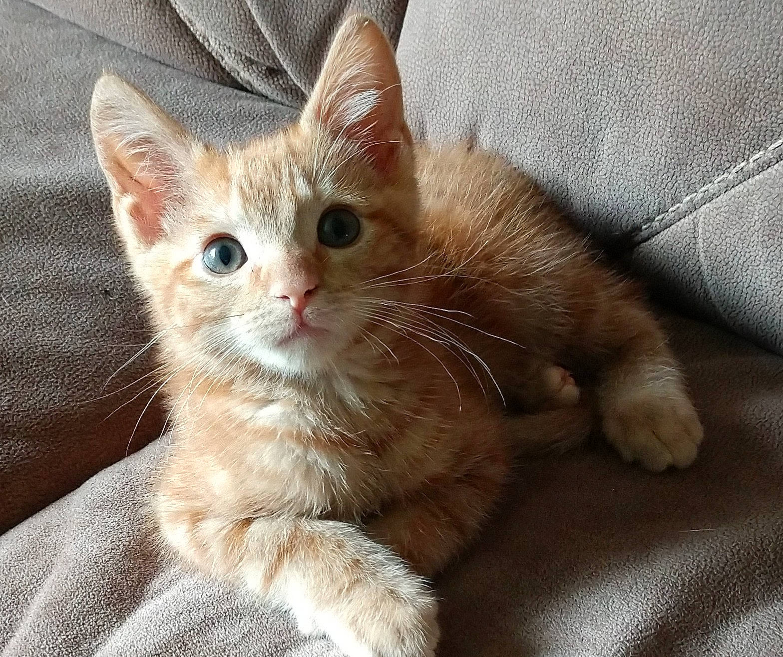 Sir Jeffrey Ginger Bottom