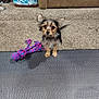 black, boot, brown, carpet, cozy, dog, ears, eyes, floor, furniture, home, indoor, living_room, pet, puppy, rope_toy, small_dog, tan, texture, toy