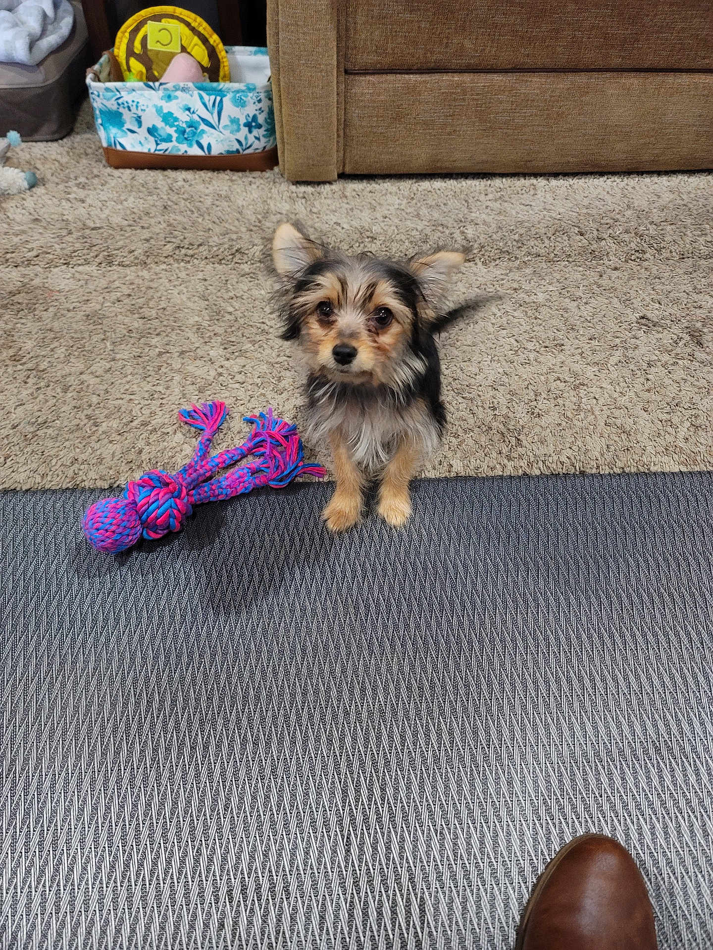 Lily Rose joined the competition — help win amazing prizes! black, boot, brown, carpet, cozy, dog, ears, eyes, floor, furniture, home, indoor, living_room, pet, puppy, rope_toy, small_dog, tan, texture, toy