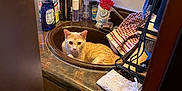 Ginger Spice Hess is registered to the contest to win money with this photo: bathroom, cat, cleaning_supplies, countertop, curious, domestic, door, door_handle, household, indoor, mirror, orange_cat, pet, red_brush, reflection, relaxed, sink, toiletries, towel, wooden_cabinet