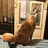 Ginger Spice Hess is registered to the contest to win money with this photo: bed, blanket, cabinet, cat, cozy, curious, furniture, indoor, kettle, kitchen_appliances, mirror, orange_tabby, pet, reflection, sitting, tail, toaster, vintage, warm_lighting, wood_paneling