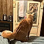 bed, blanket, cabinet, cat, cozy, curious, furniture, indoor, kettle, kitchen_appliances, mirror, orange_tabby, pet, reflection, sitting, tail, toaster, vintage, warm_lighting, wood_paneling