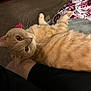 Ginger Spice Hess joined the competition — help win amazing prizes! animal, carpet, cat, close_up, cute, domestic_cat, eyes, feline, fur, indoor, lap, living_room, looking_at_camera, orange_cat, paw, person, pet, relaxing, resting, whiskers