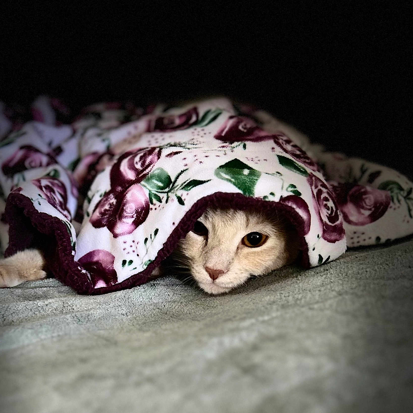 Ginger Spice Hess is registered to the contest to win money with this photo: animal, bedroom, blanket, cat, comfort, cozy, cute, cute_pet, floral_pattern, fur, hidden, home, indoor, pet, relaxed, resting, sleepy, soft, warm, whiskers