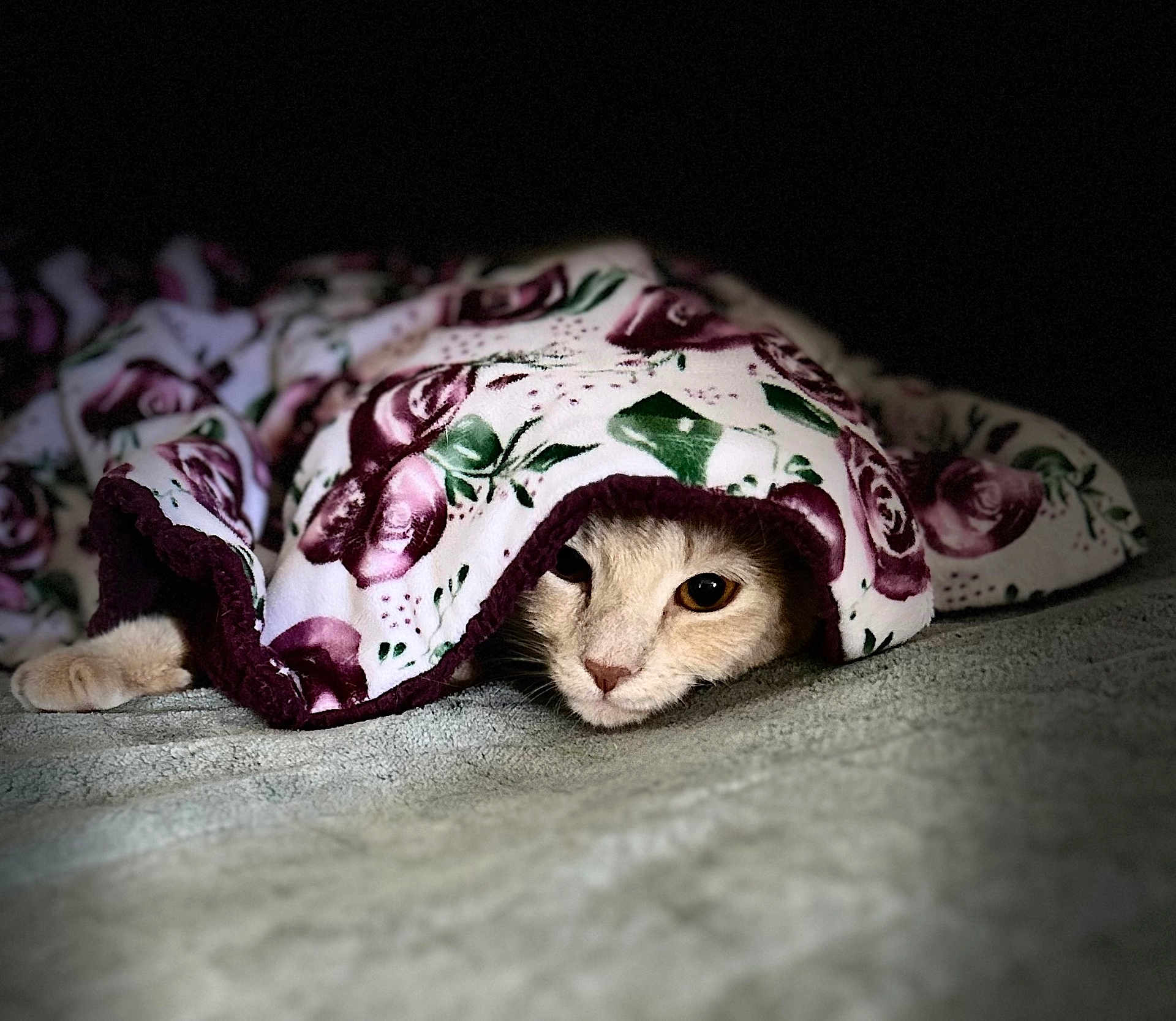 Ginger Spice Hess is registered to the contest to win money with this photo: animal, bedroom, blanket, cat, comfort, cozy, cute, cute_pet, floral_pattern, fur, hidden, home, indoor, pet, relaxed, resting, sleepy, soft, warm, whiskers