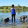 person, dog, lake, water, nature, outdoor, trees, grass, blue_sky, reflection, wading, animal, pets, summer, casual_clothing, tank_top, leggings, fur, companionship, serene