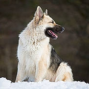 Mila participe au concours pour gagner de l'argent avec cette photo : dog, canine, fluffy, snow, outdoor, animal, winter, sitting, happy, nature, fur, portrait, pet, mammal, closeup, smiling, daytime, natural_light, wildlife, cute