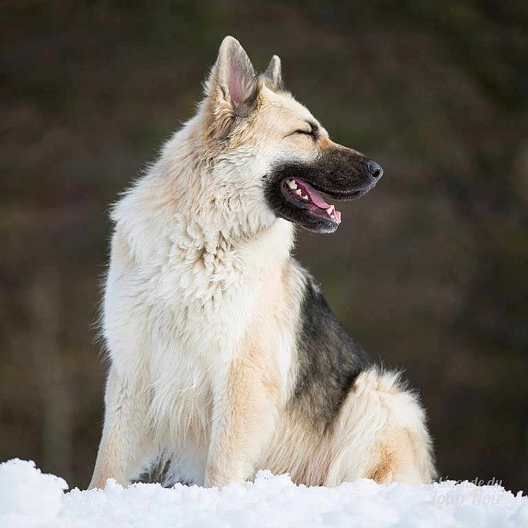 Mila participe au concours pour gagner de l'argent avec cette photo : dog, canine, fluffy, snow, outdoor, animal, winter, sitting, happy, nature, fur, portrait, pet, mammal, closeup, smiling, daytime, natural_light, wildlife, cute