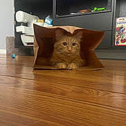 Mila is registered to the contest to win money with this photo: cat, kitten, orange_cat, fluffy, long_hair, feline, pet, animal, sitting, inside_bag, paper_bag, wooden_floor, indoors, home, furniture, shelves, toy, whiskers, ears, portrait