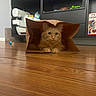 cat, kitten, orange_cat, fluffy, long_hair, feline, pet, animal, sitting, inside_bag, paper_bag, wooden_floor, indoors, home, furniture, shelves, toy, whiskers, ears, portrait