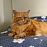 Mila joined the competition — help win amazing prizes! cat, ginger_cat, orange_fur, longhaired, feline, pet, animal, portrait, close_up, whiskers, ears, eyes, nose, lying_down, bed, bedspread, flowers, indoor, fluffy, relaxed
