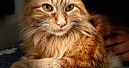 Mila joined the competition — help win amazing prizes! cat, ginger_cat, fluffy, long_hair, feline, pet, animal, portrait, close_up, whiskers, ears, eyes, nose, fur, orange, lounging, bed, blanket, daisy_pattern, indoor