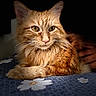 cat, ginger_cat, fluffy, long_hair, feline, pet, animal, portrait, close_up, whiskers, ears, eyes, nose, fur, orange, lounging, bed, blanket, daisy_pattern, indoor