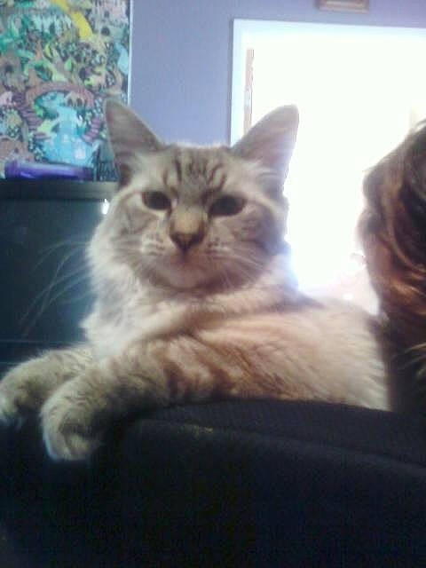 My Little Baby is registered to the contest to win money with this photo: carnivore, cat, domestic_long_haired_cat, fawn, felidae, fur, kitten, maine_coon, mammal, norwegian_forest_cat, ragamuffin, ragdoll, siberian, sky, small_to_medium_sized_cats, tabby_cat, vertebrate, whiskers