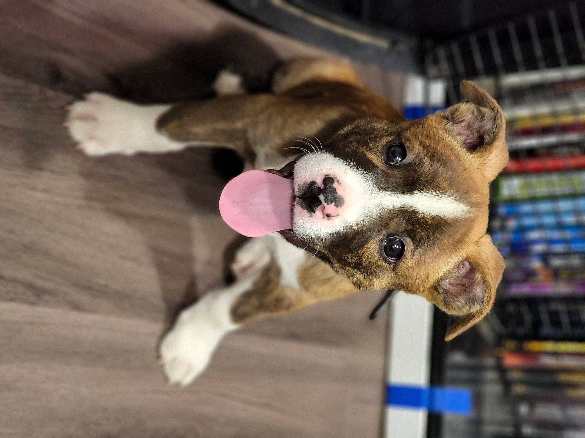 Ludo is registered to the contest to win money with this photo: animal_shelter, canidae, canis, carnivore, collar, companion_dog, dog, dog_breed, fawn, fur, hardwood, leash, paw, pet_supply, snout, sporting_group, tail, whiskers, wood, working_animal