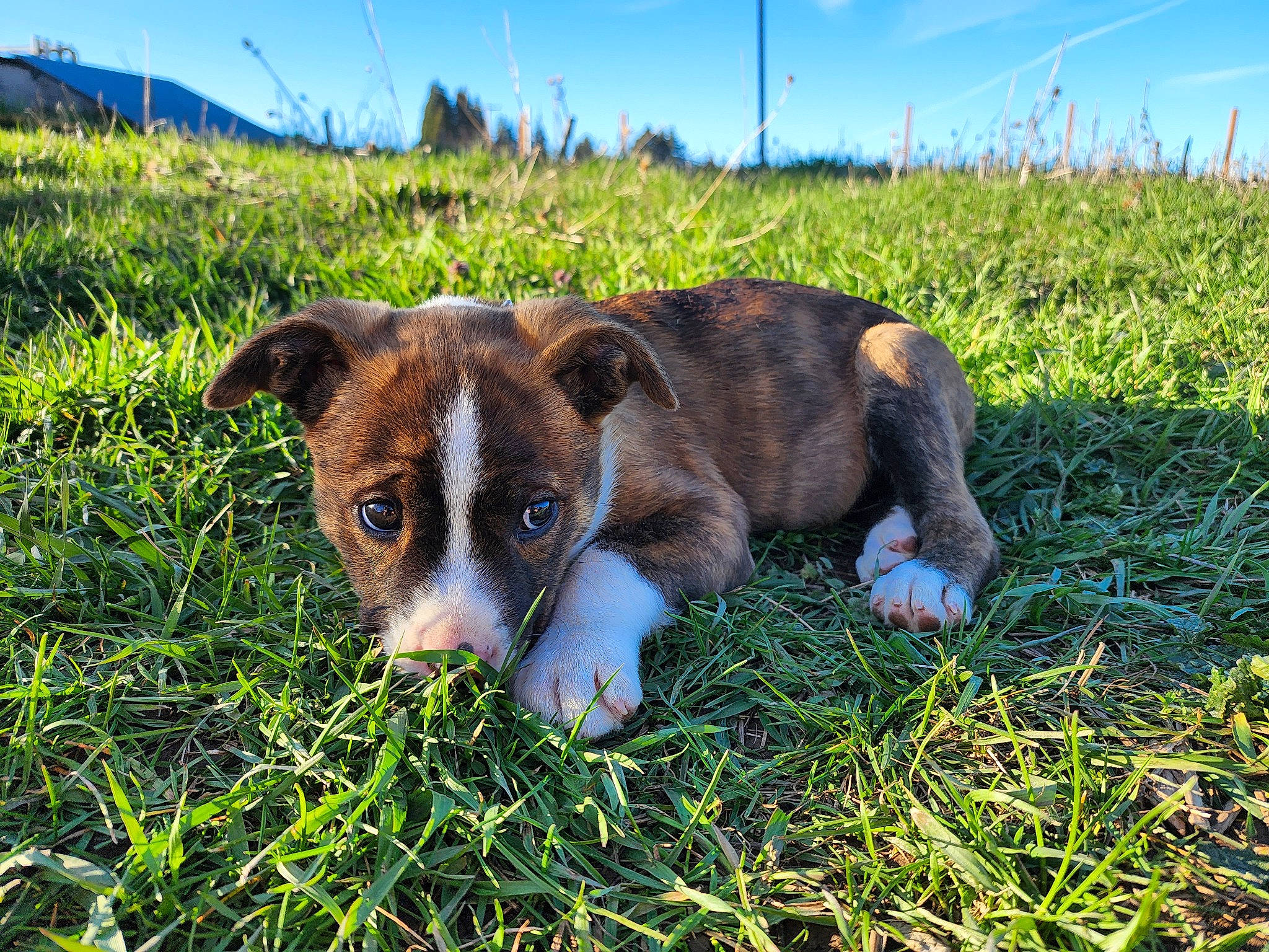 Ludo is registered to the contest to win money with this photo: canidae, carnivore, companion_dog, dog, dog_breed, fawn, grass, grassland, groundcover, herding_dog, landscape, natural_landscape, pasture, plant, prairie, sky, snout, sporting_group, whiskers, window