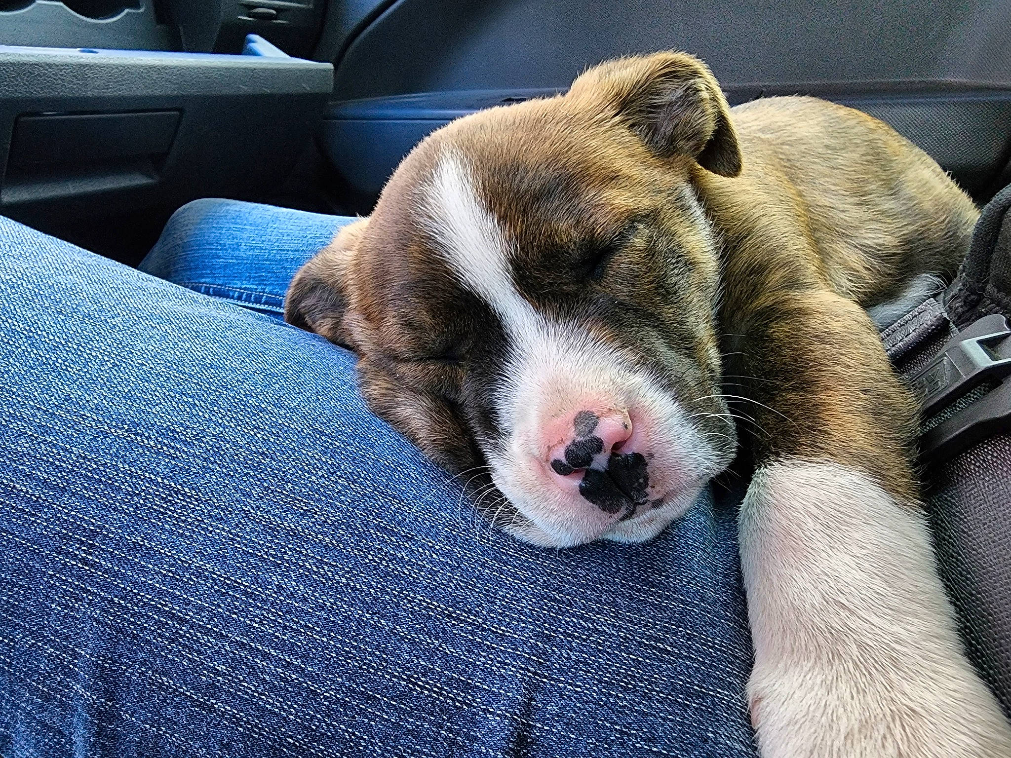 Ludo is registered to the contest to win money with this photo: blue, canidae, carnivore, comfort, companion_dog, dog, dog_bed, dog_breed, dog_supply, fawn, fur, nap, non_sporting_group, paw, sporting_group, terrestrial_animal, vehicle, vehicle_door, whiskers, working_animal