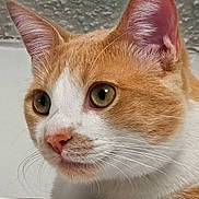 Spot joined the competition — help win amazing prizes! cat, orange_cat, white_cat, pet, animal, closeup, portrait, whiskers, ears, eyes, pink_nose, fur, short_hair, indoors, wall, resting, alert, staring, orange_and_white, photography