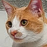 cat, orange_cat, white_cat, pet, animal, closeup, portrait, whiskers, ears, eyes, pink_nose, fur, short_hair, indoors, wall, resting, alert, staring, orange_and_white, photography