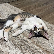Lucky is registered to the contest to win money with this photo: animal, cat, cozy, cute, domestic_cat, feline, indoor, kitten, lying_down, paw, pet, relaxed, resting, rug, sleepy, stretching, tabby, white_fur, wooden_floor, young_cat