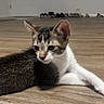 Lucky is registered to the contest to win money with this photo: animal, cat, curious, domestic_cat, ears, feline, fur, home, indoor, kitten, paws, pet, quiet, resting, rug, small_animal, tabby, whiskers, wooden_floor, young_animal