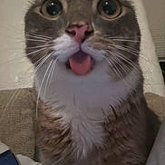 Donquavious is registered to the contest to win money with this photo: animal, cat, close_up, cute, domestic_cat, expression, face, feline, fur, indoor, mammal, nose, pet, pink_tongue, playful, surprised, tabby, tongue_out, whiskers, wide_eyes