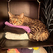Freckles is registered to the contest to win money with this photo: cat, tabby_cat, sleeping, pet, animal, feline, curled_up, cozy, shelf, clothes, folded_clothes, fabric, purple, plush_toys, stuffed_animals, indoors, home, black_background, decorative_pattern, warm_lighting
