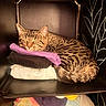 cat, tabby_cat, sleeping, pet, animal, feline, curled_up, cozy, shelf, clothes, folded_clothes, fabric, purple, plush_toys, stuffed_animals, indoors, home, black_background, decorative_pattern, warm_lighting