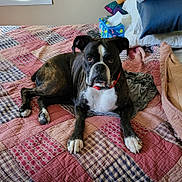 Lucy is registered to the contest to win money with this photo: dog, bed, quilt, pillow, tissue_box, collar, indoor, pet, brindle, white, brown, resting, looking, canine, animal, furniture, cozy, fabric, blanket, relaxed