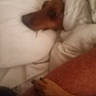 Zeus Carr joined the competition — help win amazing prizes! dog, paw, pillow, bed, resting, blurred, sleeping, cozy, indoor, fur, animal, relaxing, blanket, comfort, closeup, soft, warm, home, nap, canine