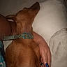 Zeus Carr joined the competition — help win amazing prizes! dog, brown_dog, collar, bone_shaped_collar, bed, pillow, white_sheets, resting, sleeping, arm, hand, blue_nail_polish, human, pet, indoor, cozy, close_up, comfort, animal, relaxation
