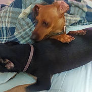 Zeus Carr is registered to the contest to win money with this photo: dog, brown_dog, black_dog, blanket, bed, indoor, collar, pet, animal, snuggling, cozy, resting, paw, fur, cute, two_dogs, domestic_animal, companion, sleeping_area, relaxing