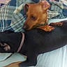 dog, brown_dog, black_dog, blanket, bed, indoor, collar, pet, animal, snuggling, cozy, resting, paw, fur, cute, two_dogs, domestic_animal, companion, sleeping_area, relaxing