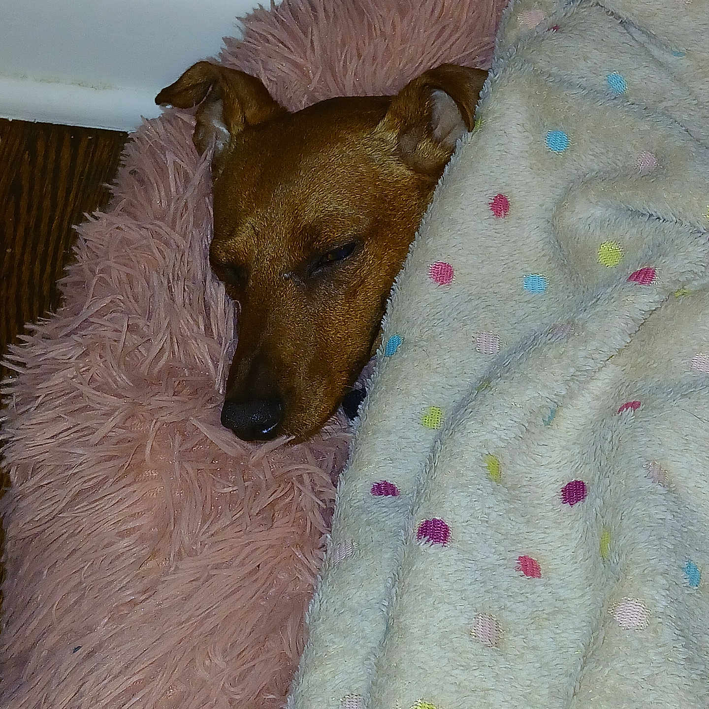 Zeus Carr joined the competition — help win amazing prizes! dog, sleeping, blanket, polka_dot, bed, cozy, indoor, brown_dog, fur, ears, resting, snuggled, soft, cute, animal, pet, comfort, nap, relaxed, domestic