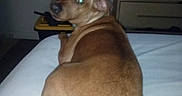Zeus Carr is registered to the contest to win money with this photo: dog, bed, brown_dog, indoor, furniture, dresser, television, animal, pet, looking_back, flash, glowing_eyes, night, room, blanket, home, canine, resting, domestic, cute