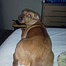 dog, bed, brown_dog, indoor, furniture, dresser, television, animal, pet, looking_back, flash, glowing_eyes, night, room, blanket, home, canine, resting, domestic, cute