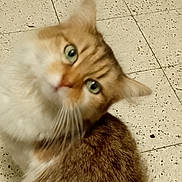 Plume a rejoint le concours — aidez-le/la à gagner de superbes lots ! cat, animal, pet, floor, tile, curious, indoor, water_bottle, basket, fur, whiskers, green_eyes, head_tilt, brown_fur, white_fur, domestic_cat, looking_up, close_up, blurred, background