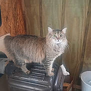 Love Muffin joined the competition — help win amazing prizes! animal, cat, curtains, ears, exercise_machine, feline, fluffy, funny_pose, gray_cat, green_eyes, home, indoors, long_hair, pet, portrait, standing, tissue, trash_bin, whiskers, wood_paneling