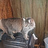 Love Muffin is registered to the contest to win money with this photo: animal, cat, curtains, ears, exercise_equipment, feline, fluffy, fur, gray_cat, green_eyes, home, indoor, long_hair, pet, portrait, standing, trash_bin, treadmill, whiskers, wood_paneling