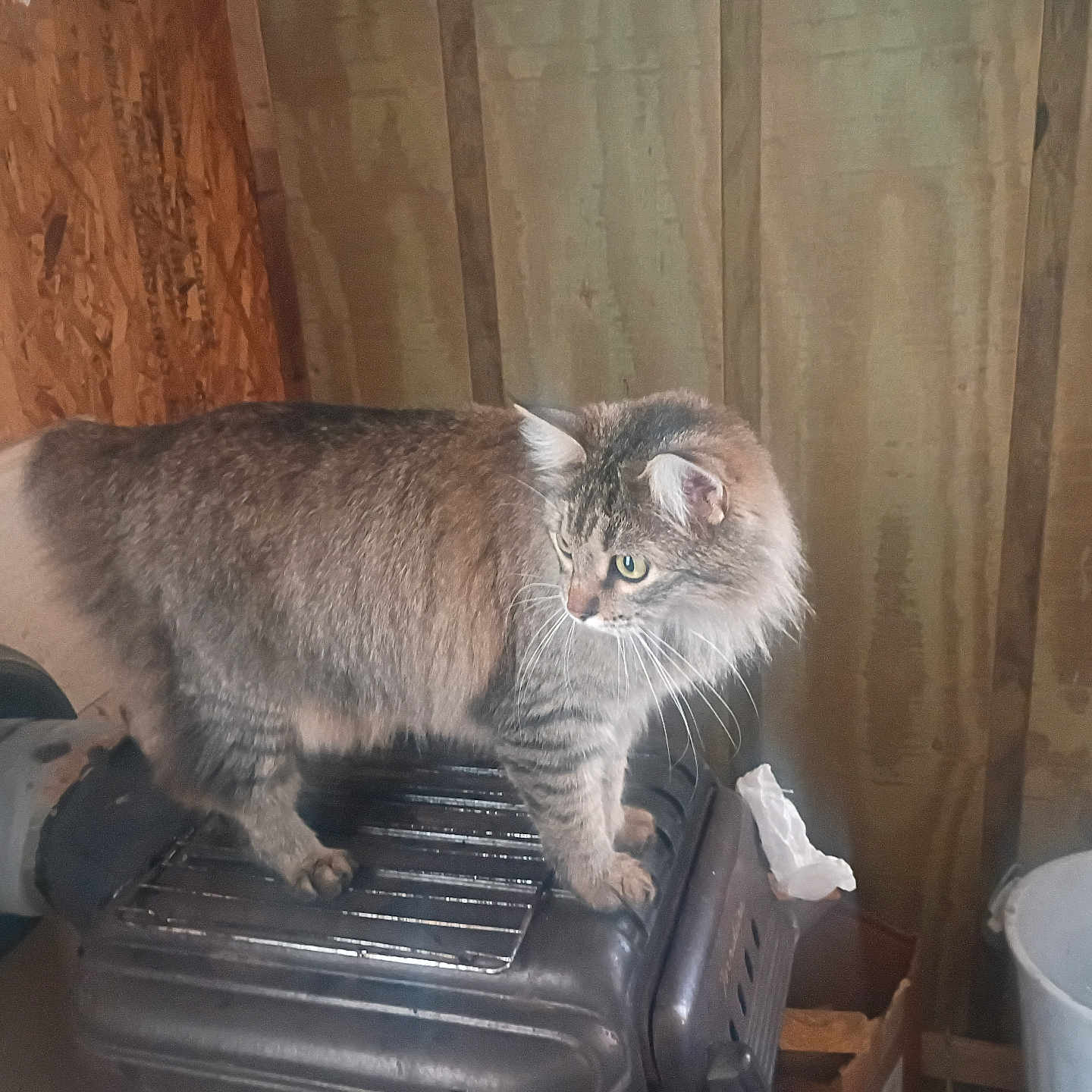 Love Muffin is registered to the contest to win money with this photo: animal, cat, curtains, ears, exercise_equipment, feline, fluffy, fur, gray_cat, green_eyes, home, indoor, long_hair, pet, portrait, standing, trash_bin, treadmill, whiskers, wood_paneling