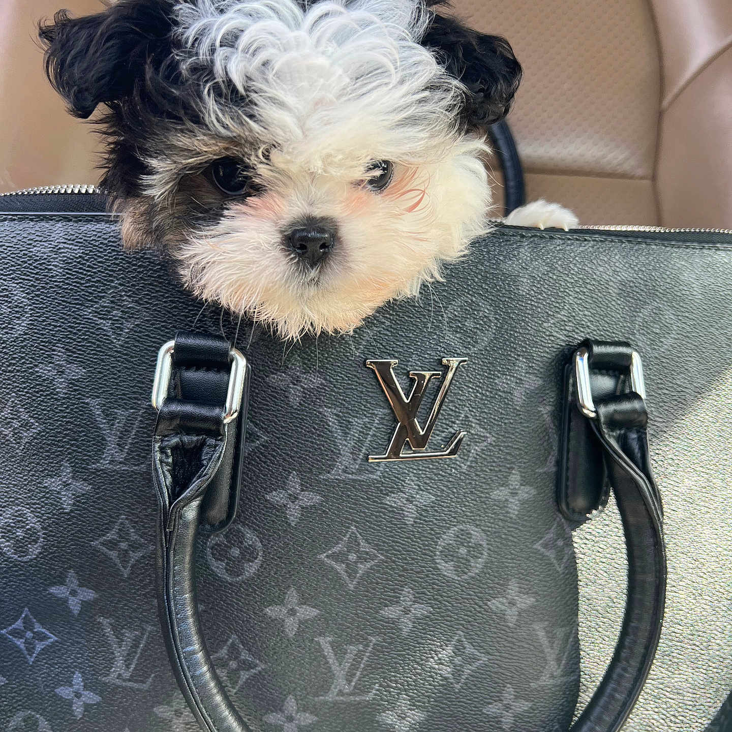 Bia is registered to the contest to win money with this photo: puppy, dog, bag, handbag, louis_vuitton, luxury, car_seat, curious, fluffy, black_and_white, pet, cute, small_dog, fur, leather, accessory, travel, indoor, adorable, animal