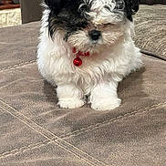 Bia joined the competition — help win amazing prizes! puppy, dog, black_and_white, fluffy, collar, bell, pet, cute, indoor, couch, furniture, animal, small_dog, fur, sitting, young, adorable, companion, domestic_animal, resting