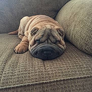 Dojo joined the competition — help win amazing prizes! dog, puppy, wrinkles, brown_couch, pet, sleeping, cozy, fur, cute, animal, snout, ears, paw, resting, indoor, home, relaxing, canine, texture, sofa