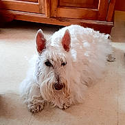 Manny a rejoint le concours — aidez-le/la à gagner de superbes lots ! animal, calm, companion, curious, curly_coat, dog, domestic_animal, ears, floor, fluffy, fur, indoor, looking, lying_down, mammal, pet, resting, tile_floor, white_dog, wooden_cabinet
