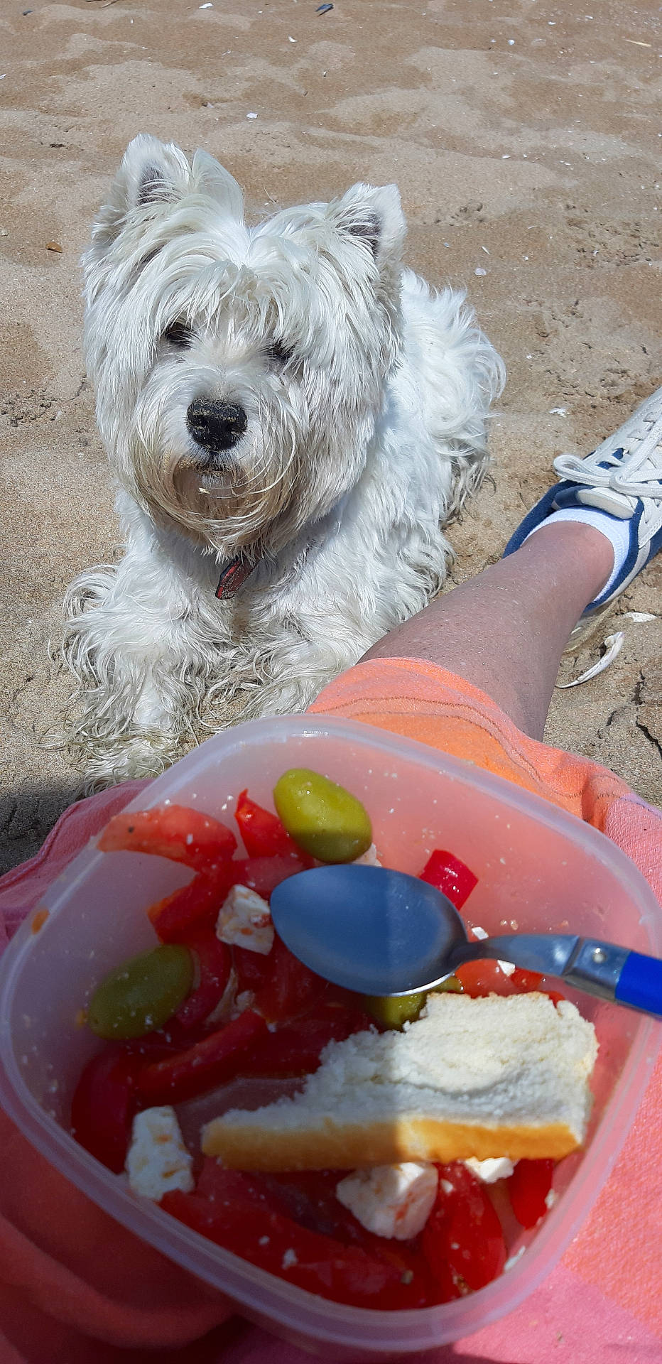 Oshi participe au concours pour gagner de l'argent avec cette photo : beach, blue_sneakers, bread, casual, closeup, dog, food_container, orange_shorts, outdoor, person_leg, pet, picnic, relaxation, salad, sand, spoon, summer, sunlight, waiting, white_dog