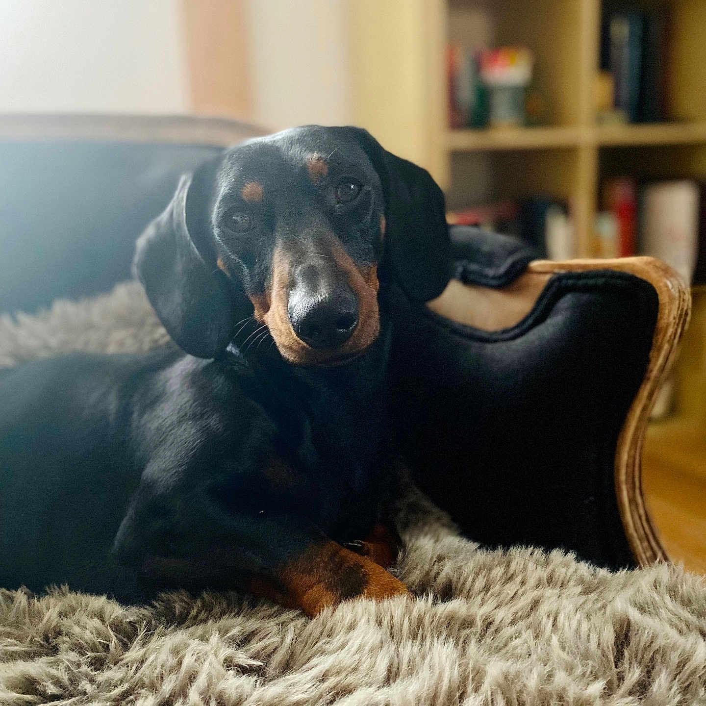 Karl participe au concours pour gagner de l'argent avec cette photo : animal, armchair, blanket, bookcase, canine, chair, couch, cushion, dog, dogbed, furniture, homedecor, hound, labradorretriever, person, pet, pointer, puppy, sleeping, snout