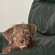 Finn is registered to the contest to win money with this photo: puppy, dog, brown_fur, cute, pet, leather_chair, indoor, animal, young_dog, portrait, fur, ears, eyes, nose, whiskers, resting, furniture, home, cozy, looking